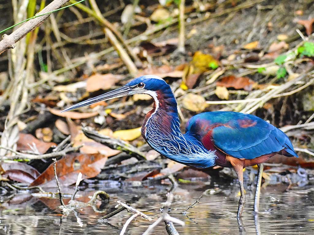 Agami-Heron