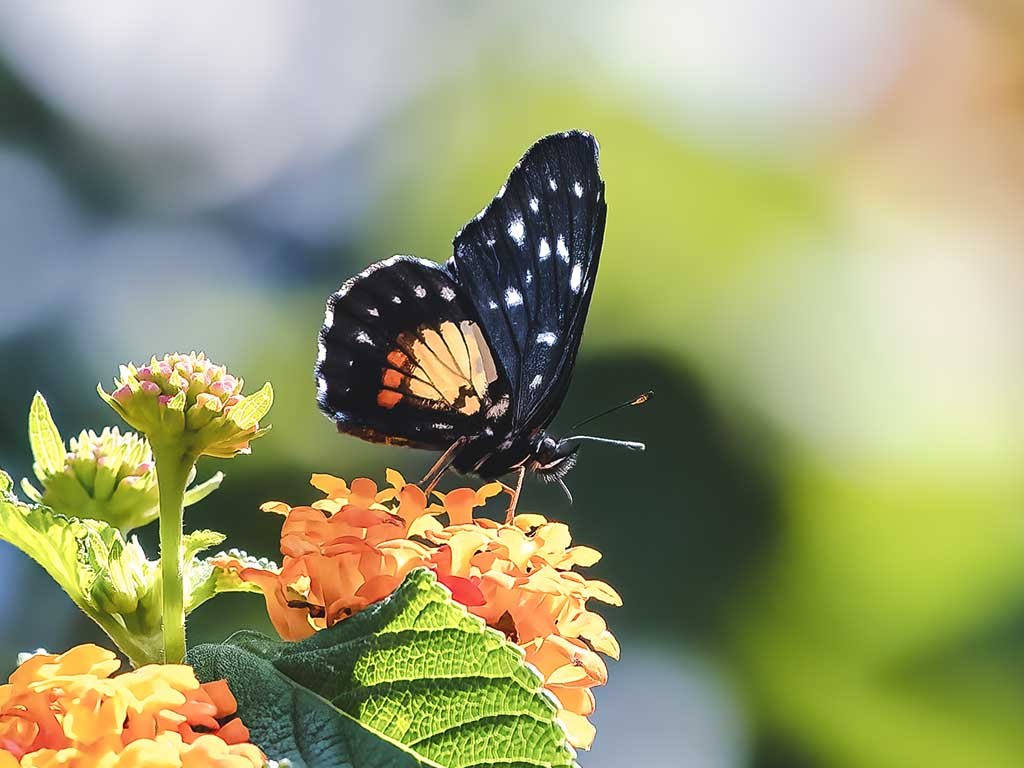 Guatemalan Wildlife