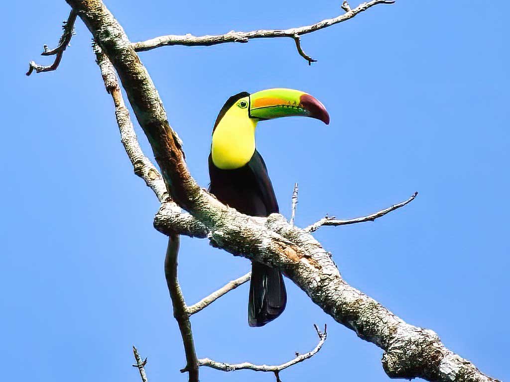 Keel-billed-Toucan