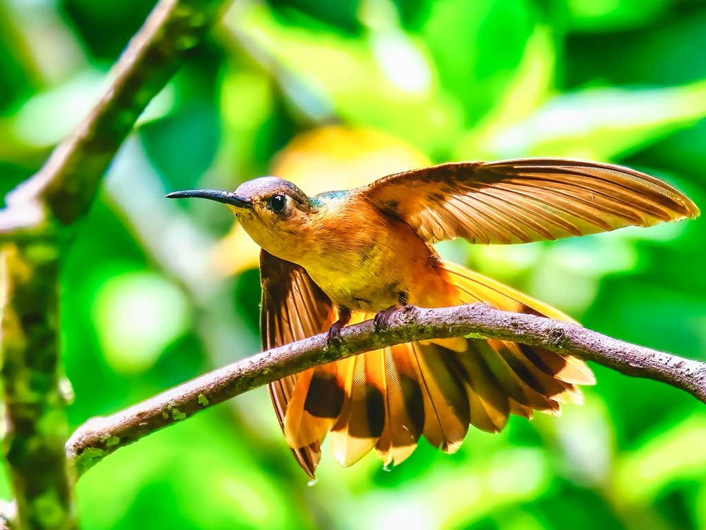 Rufous-Sabrewing