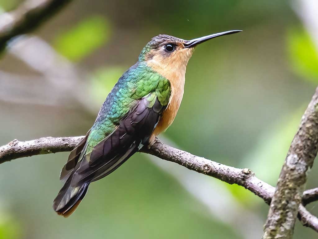 Guatemalan Wildlife