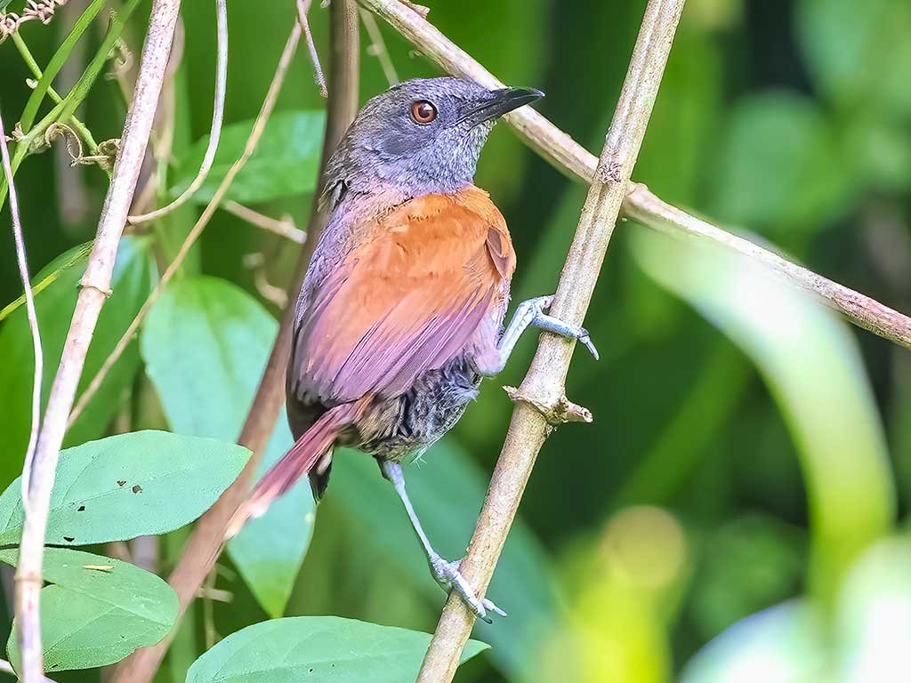 Guatemalan Wildlife