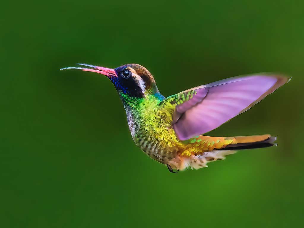 Our photographic expeditions are a way of experiencing nature and wildlife whose main objective is to capture species mainly in their natural habitat.