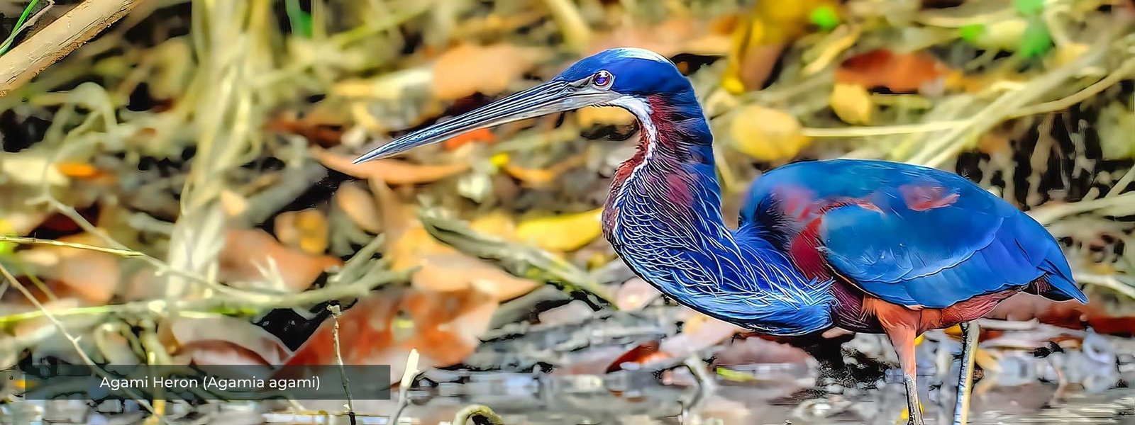 Agami Heron 