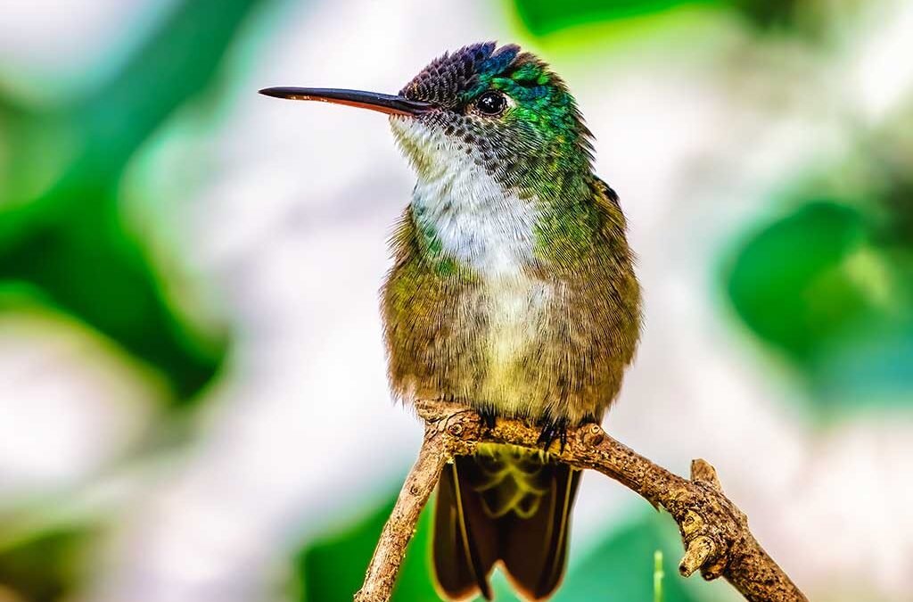 Azure-crowned-Hummingbird