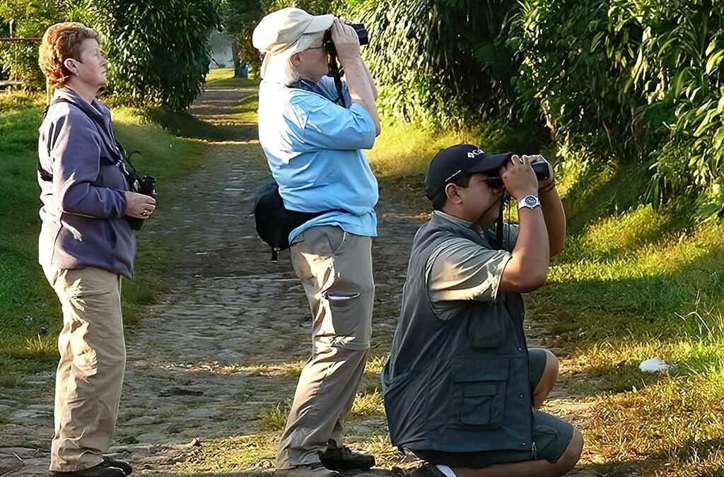 Guatemala Best Bird Observation Seasons