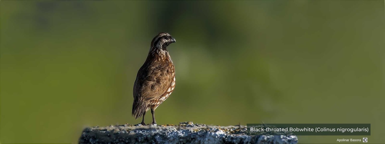 Black-throated Bobwhite 