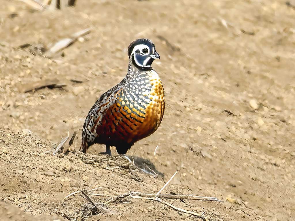 Guatemalan Wildlife