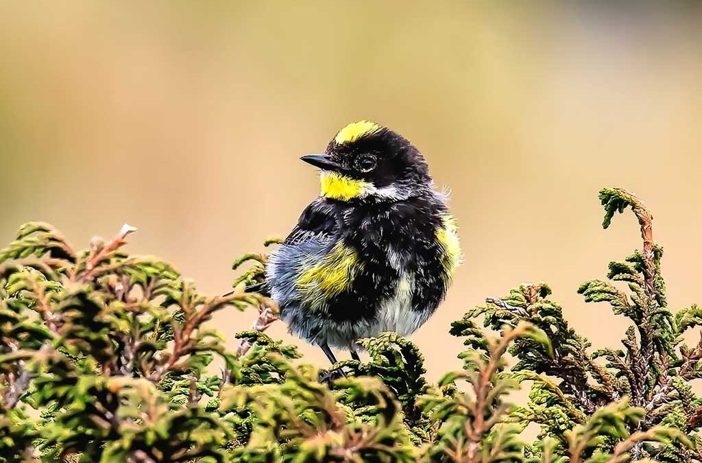 Goldman's-Warbler in Guatemala Birding Expeditions.