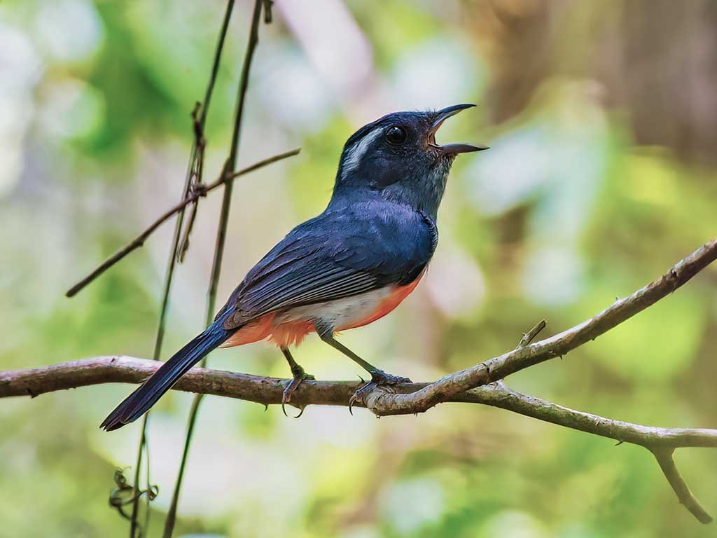 Gray-throated Chat