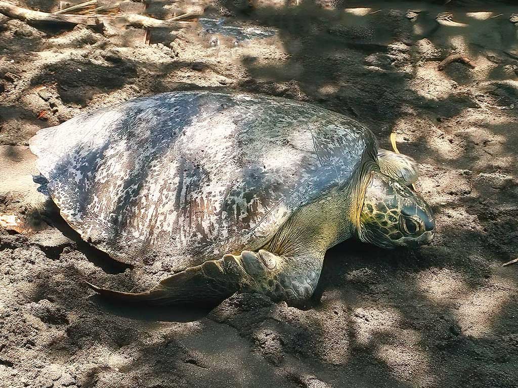 Guatemalan Wildlife