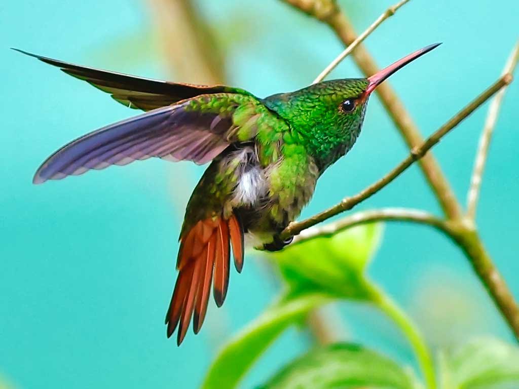 Honduran-Emerald-Hummingbird