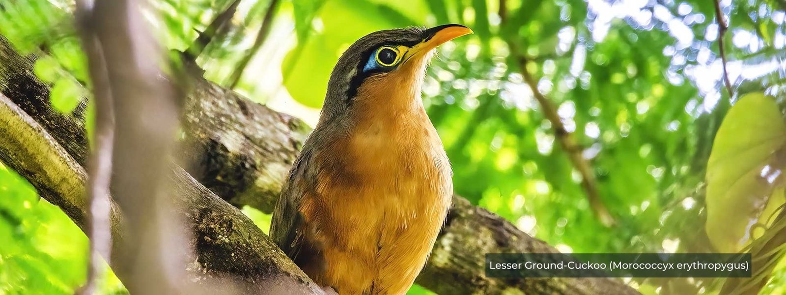 Lesser Ground-Cuckoo