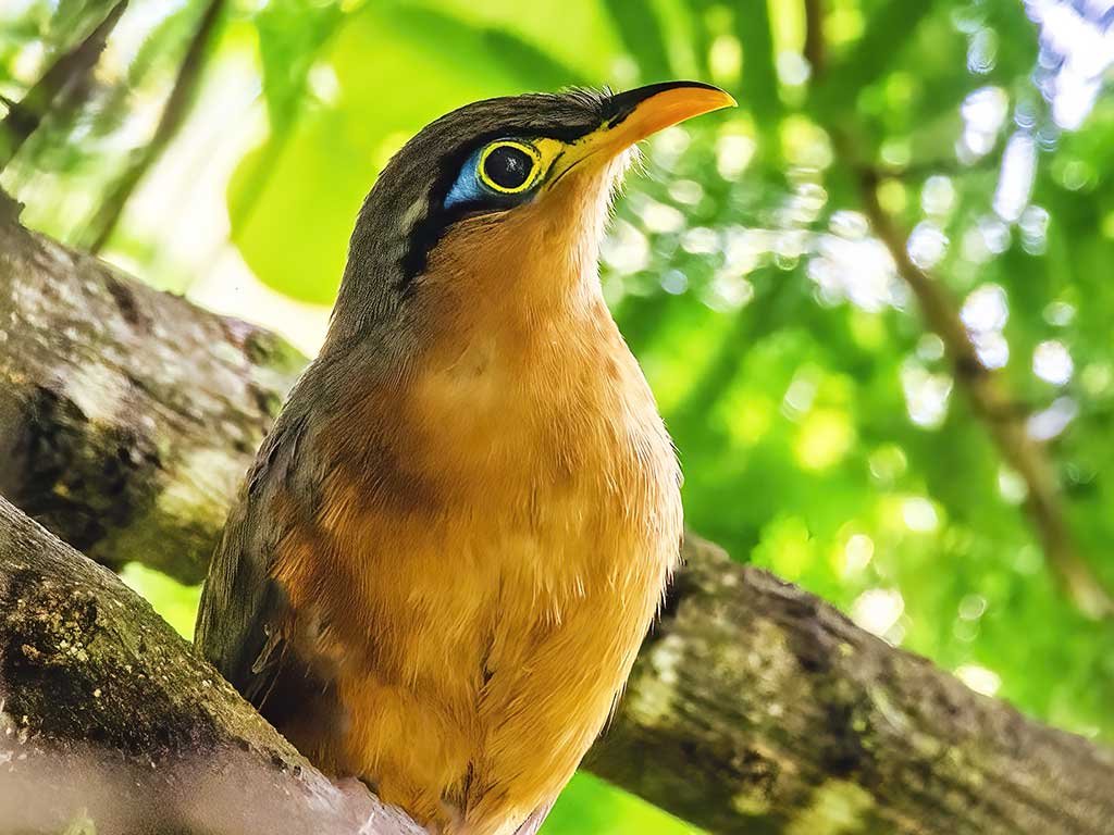 Guatemalan Wildlife