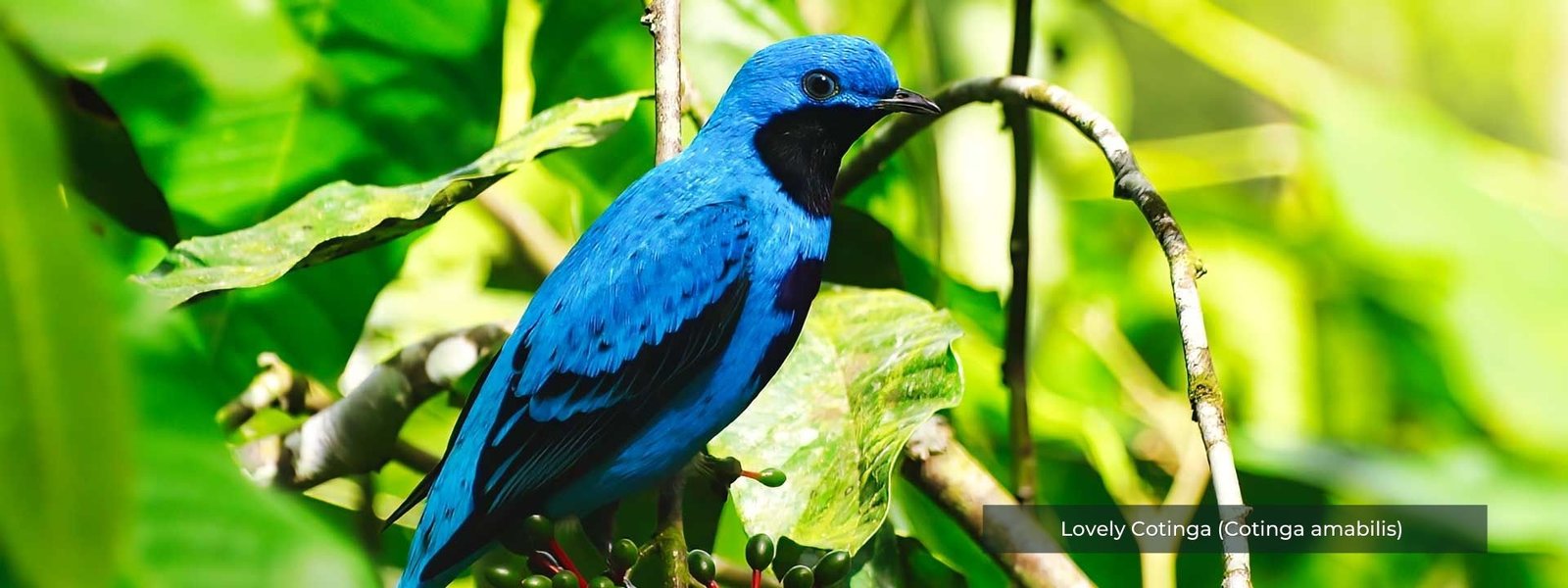 Lovely Cotinga 