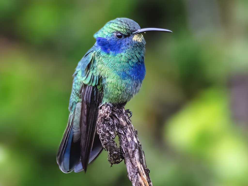 Mexican Violetear