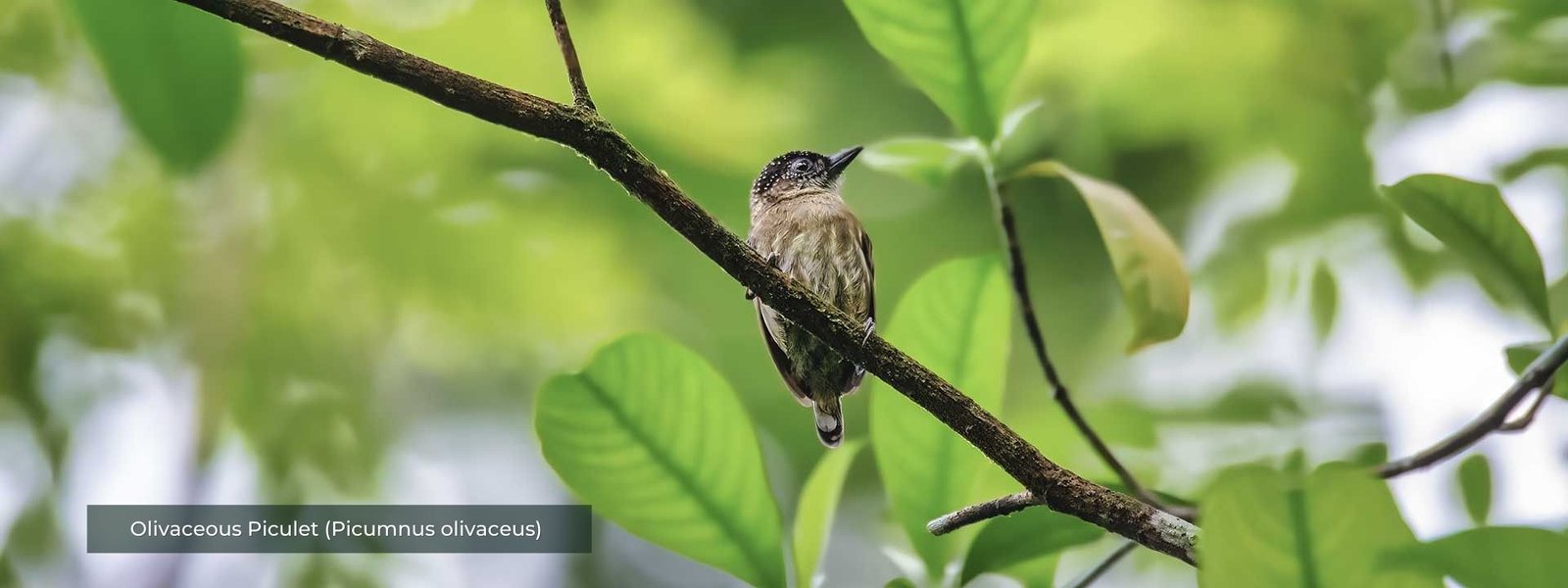 Olivaceous Piculet