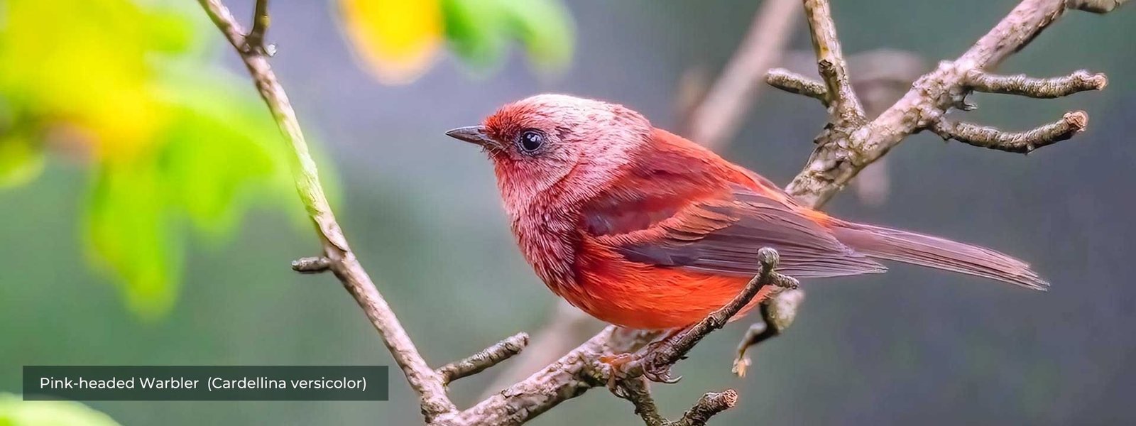 Pink-headed Warbler