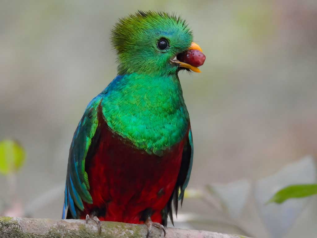 Birding Expeditions & Neotropical Birding