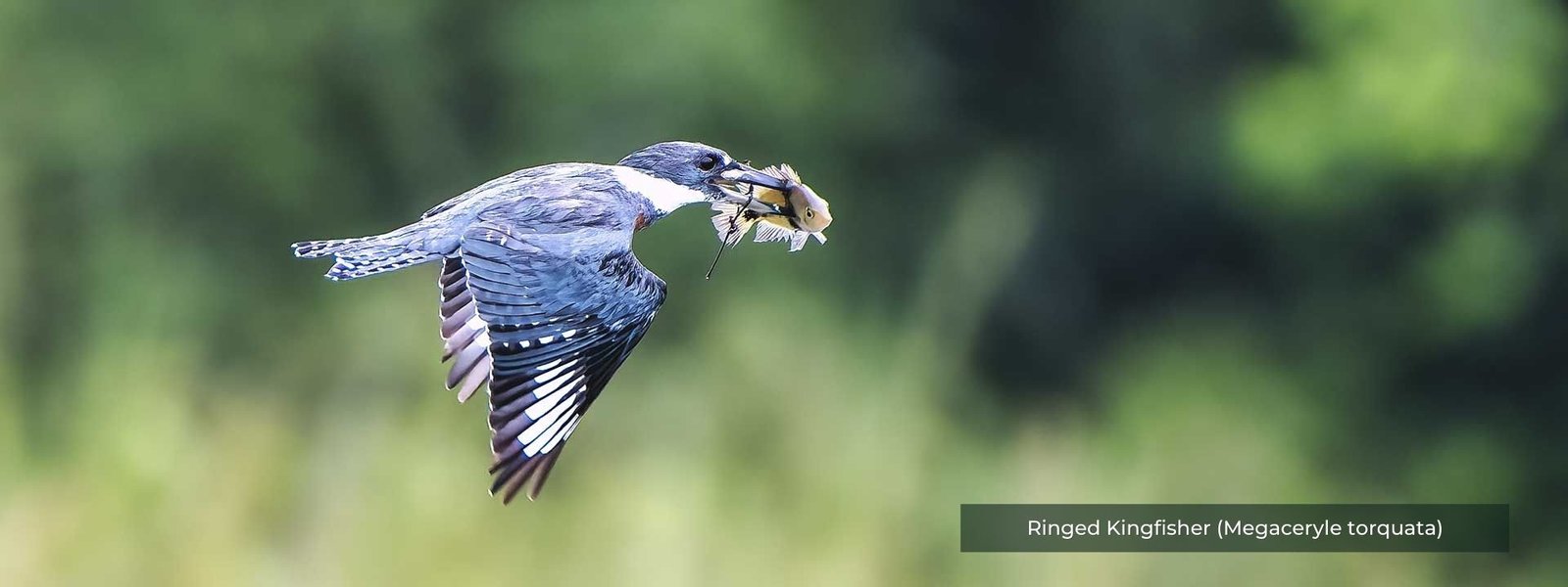 Ringed Kingfisher (Megaceryle torquata) Ringed Kingfisher