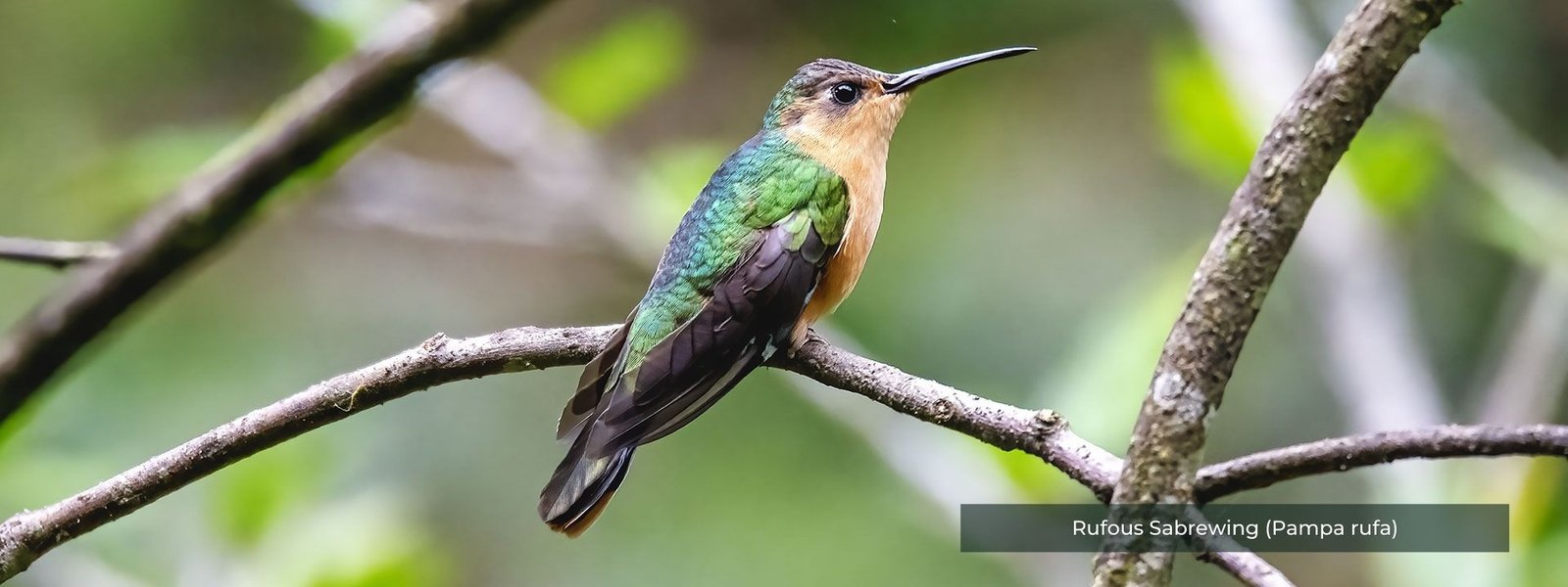 Rufous Sabrewing