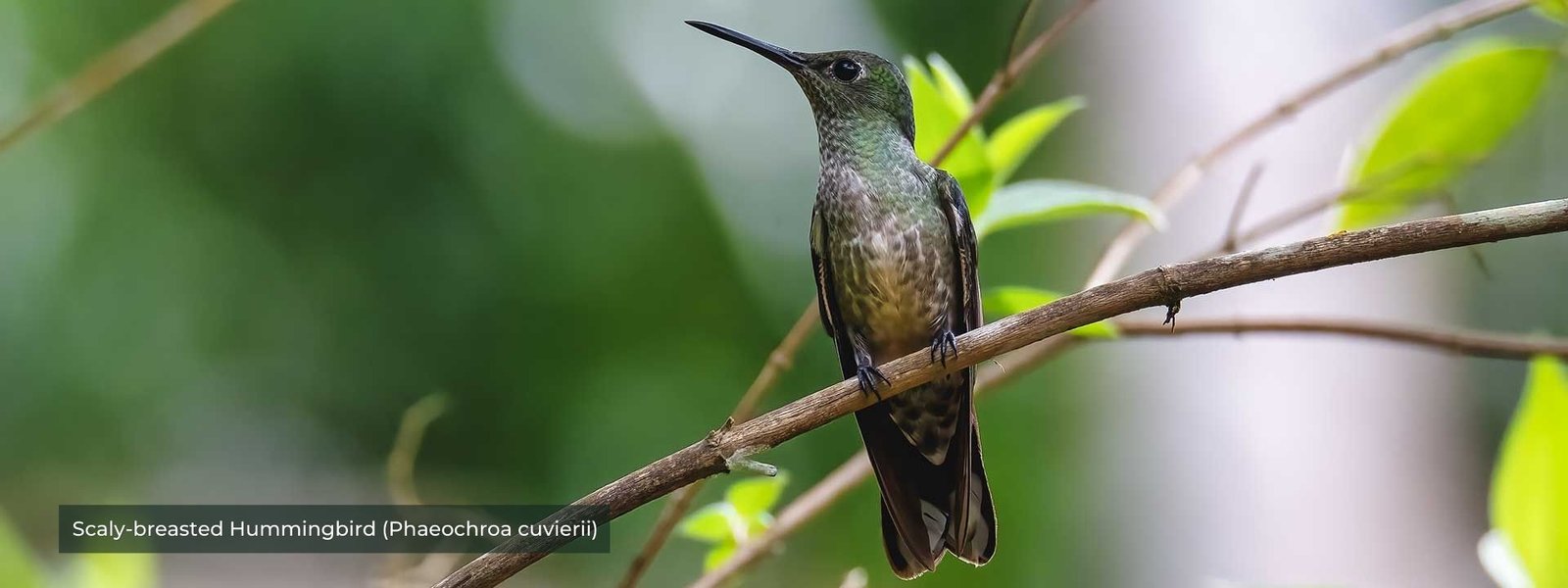 Scaly-breasted Hummingbird