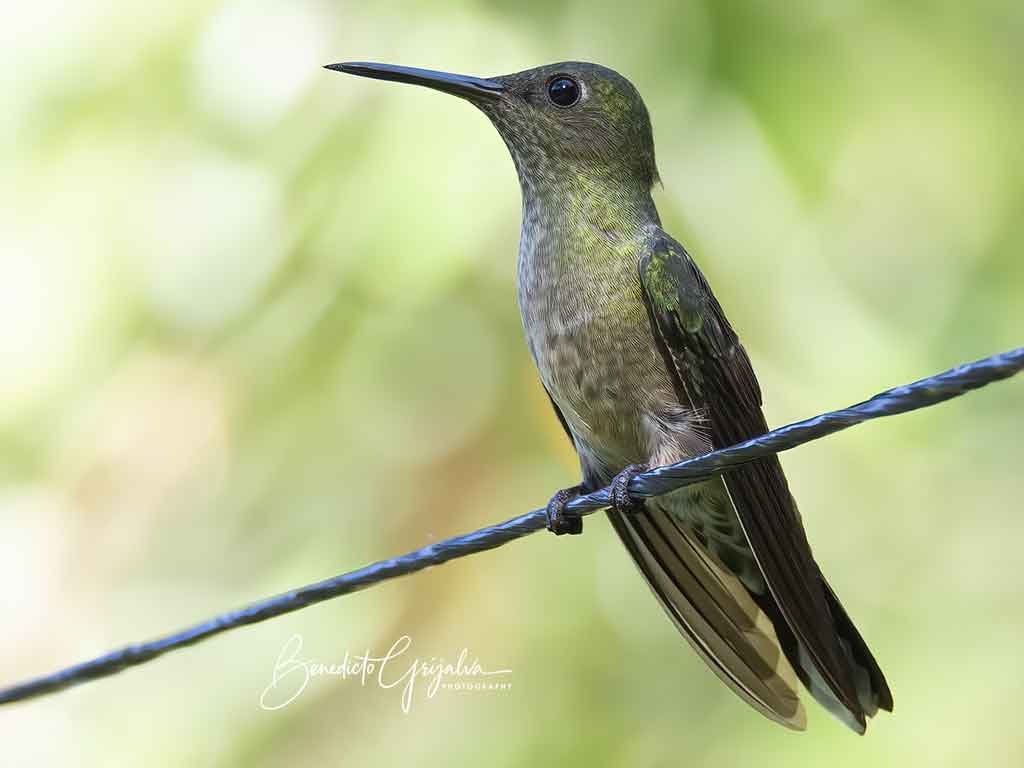 Scaly-breasted-Hummingbird-(Phaeochroa-cuvierii)