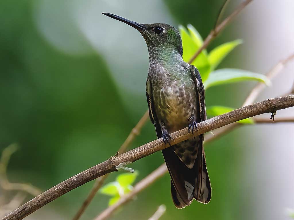 Guatemalan Wildlife