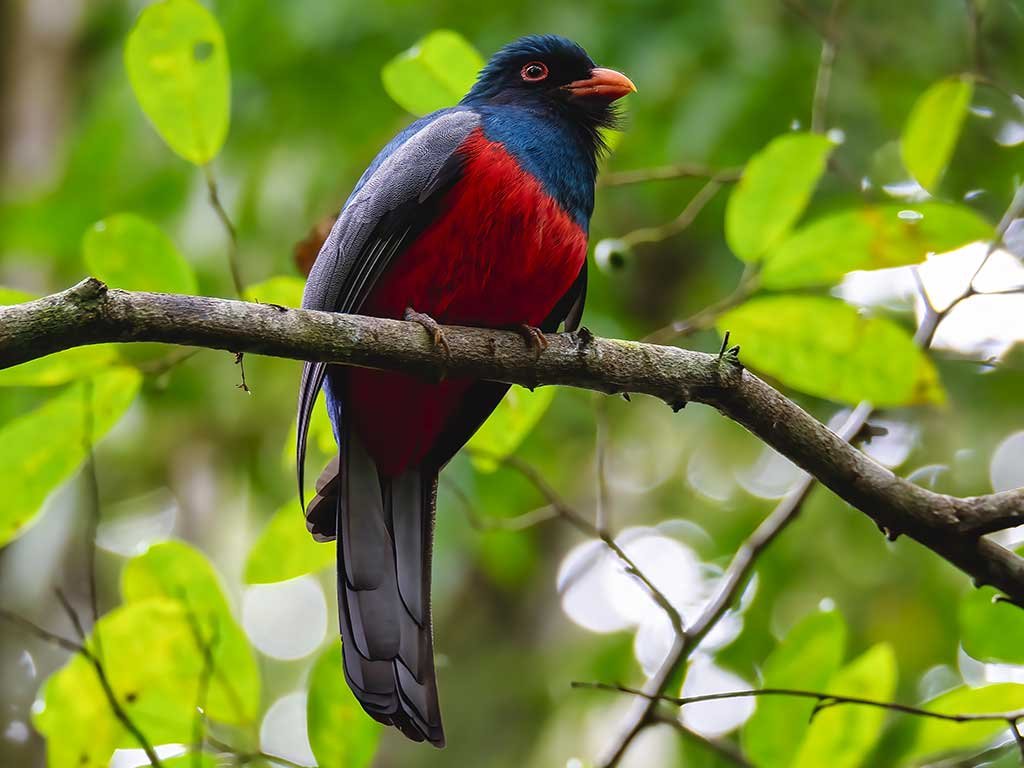 Slaty-tailed-Trogon