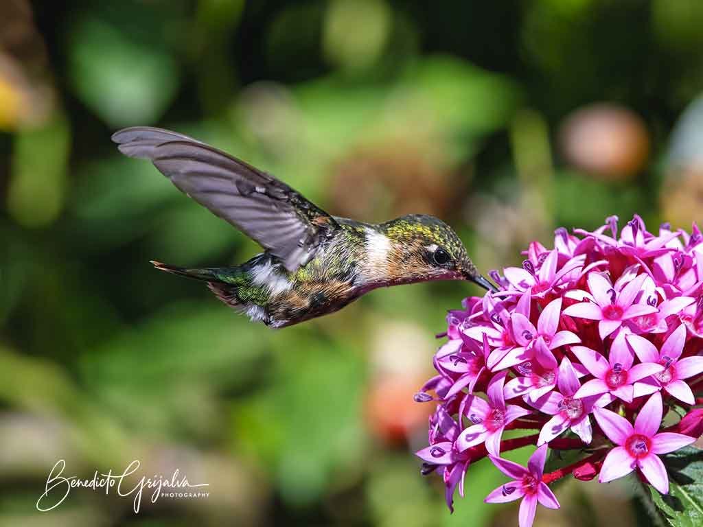 Sparkling-tailed-Hummingbird-(Tilmatura-dupontii)