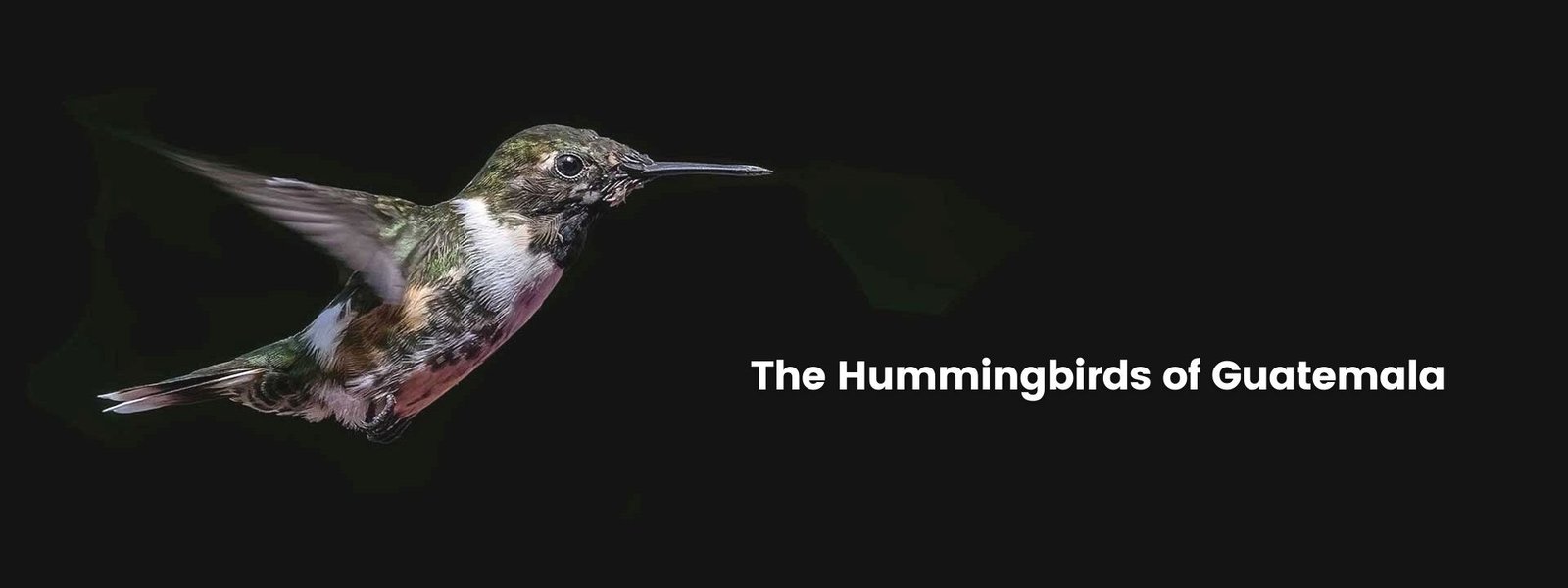 The Hummingbirds of Guatemala