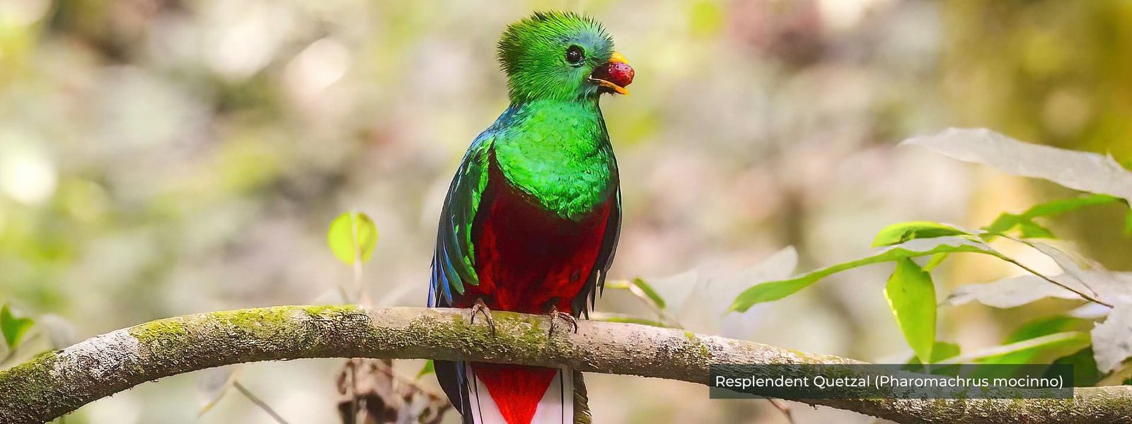 The Resplendent Quetzal