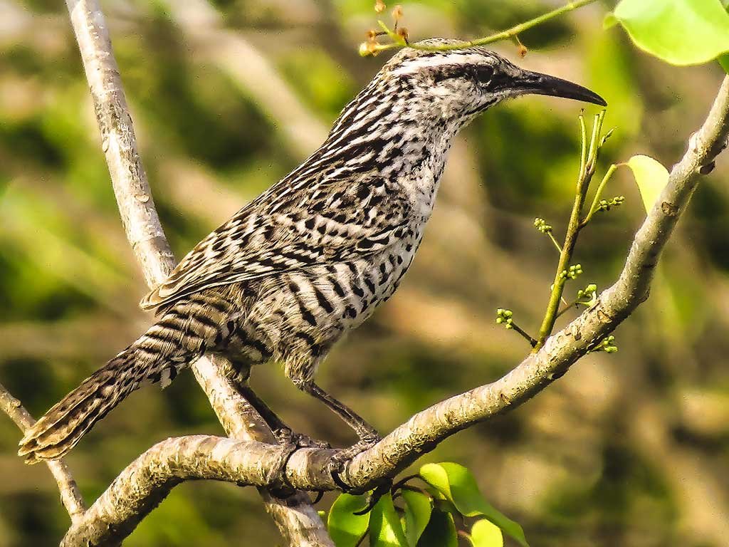 Yucatan Wren