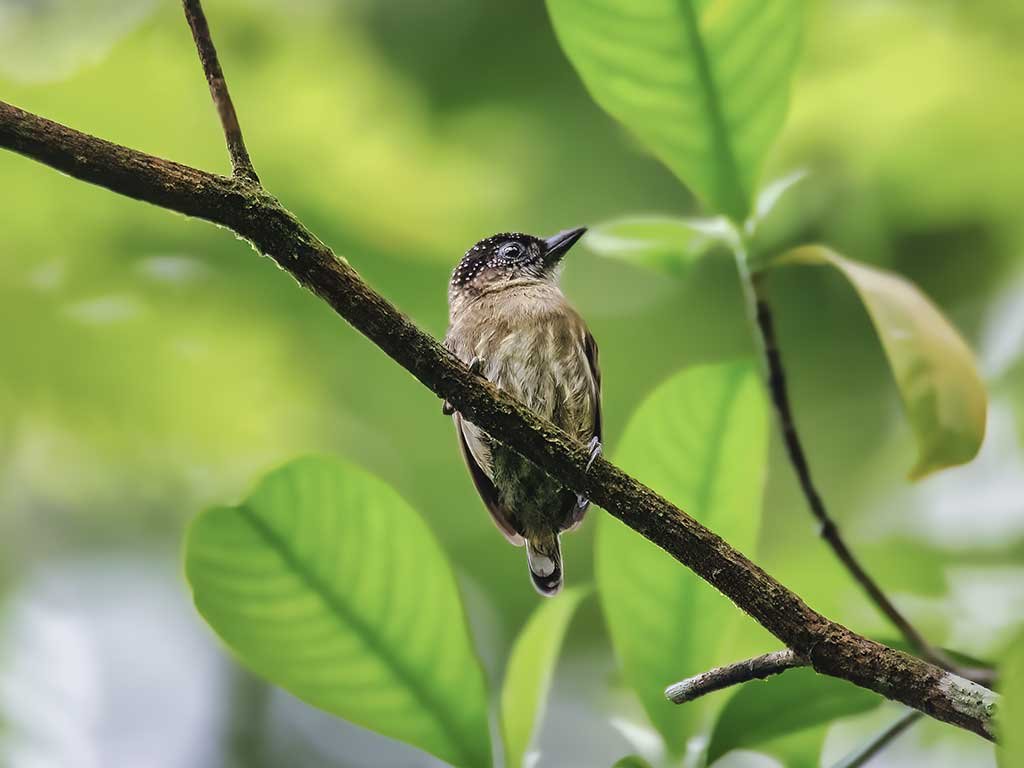 Olivaceous Piculet