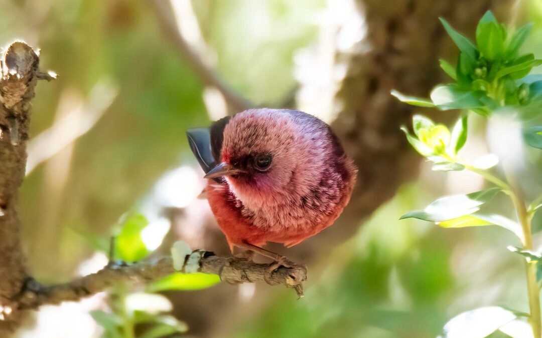 How many birds are in Guatemala