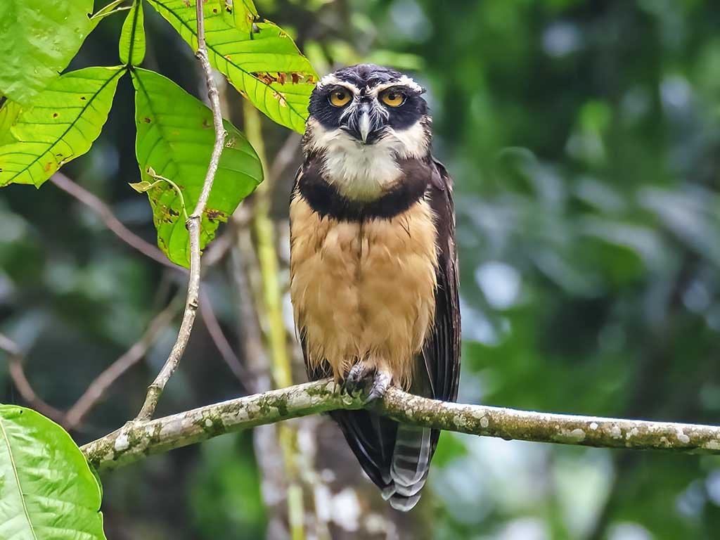 Spectacled Owl 