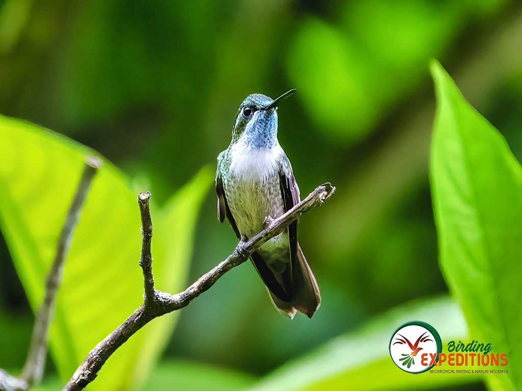 Green-throated Mountain-gem in Guatemala Green-throated Mountain-gem