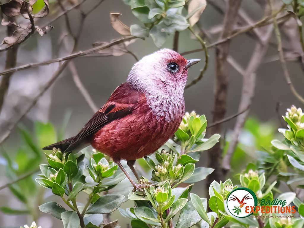 Birds in Guatemala