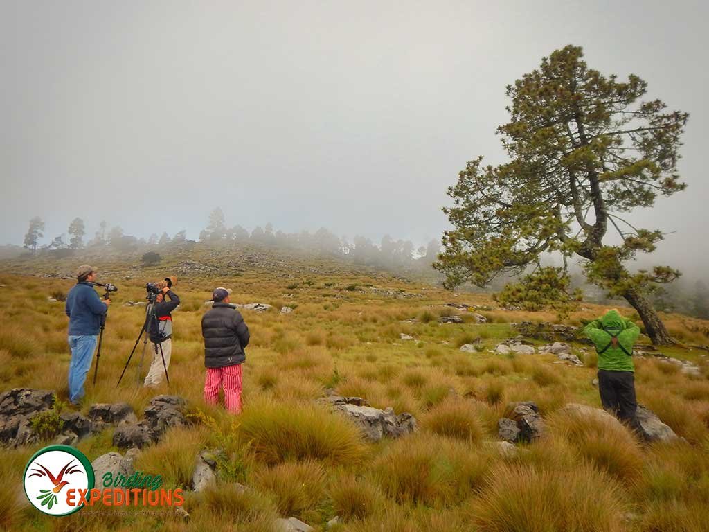 Birding Birding Tours Guatemala